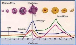 ovulacny cyklus