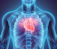 Čínska Medicína, Leto: Element Oheň, orgány: Srdce a Tenké črevo